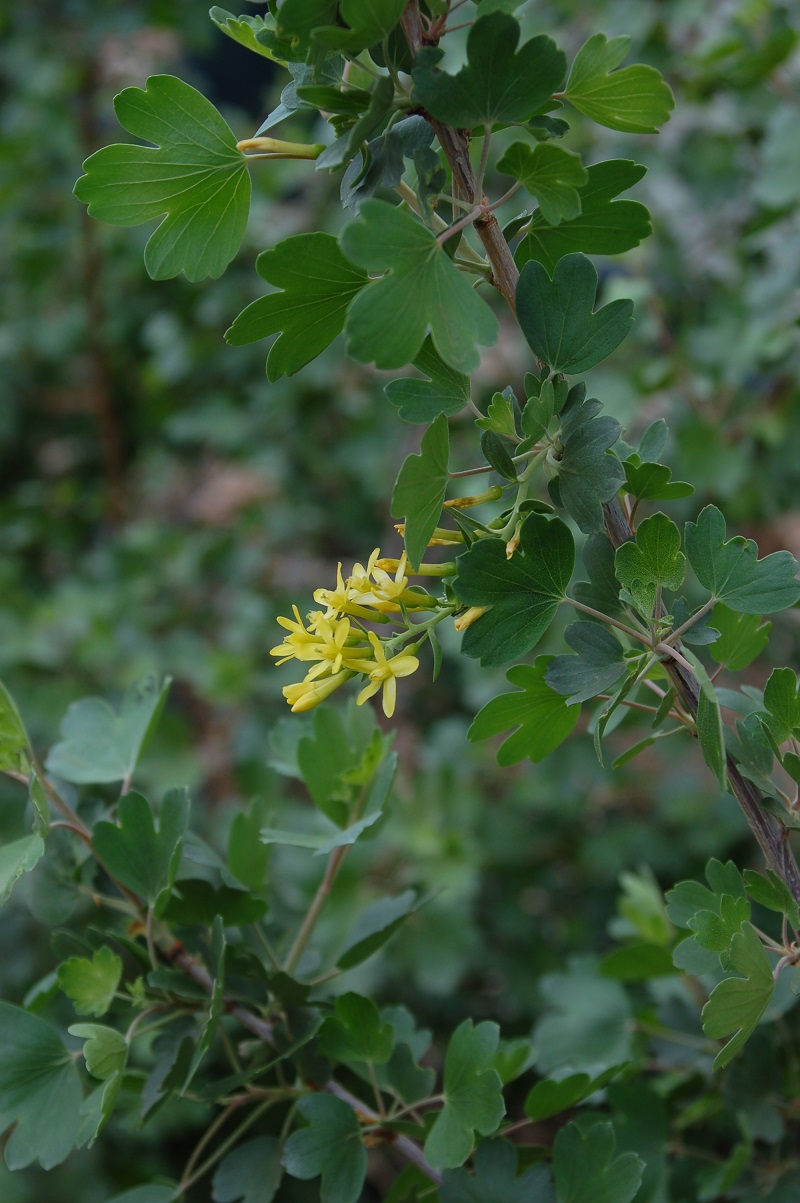 Ribes aureum
