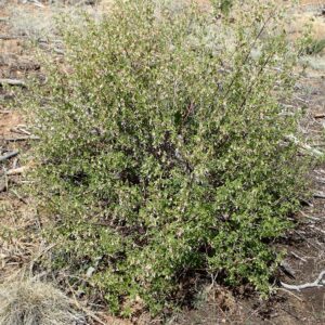 Ribes cereum