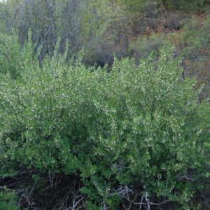 Ribes leptanthum