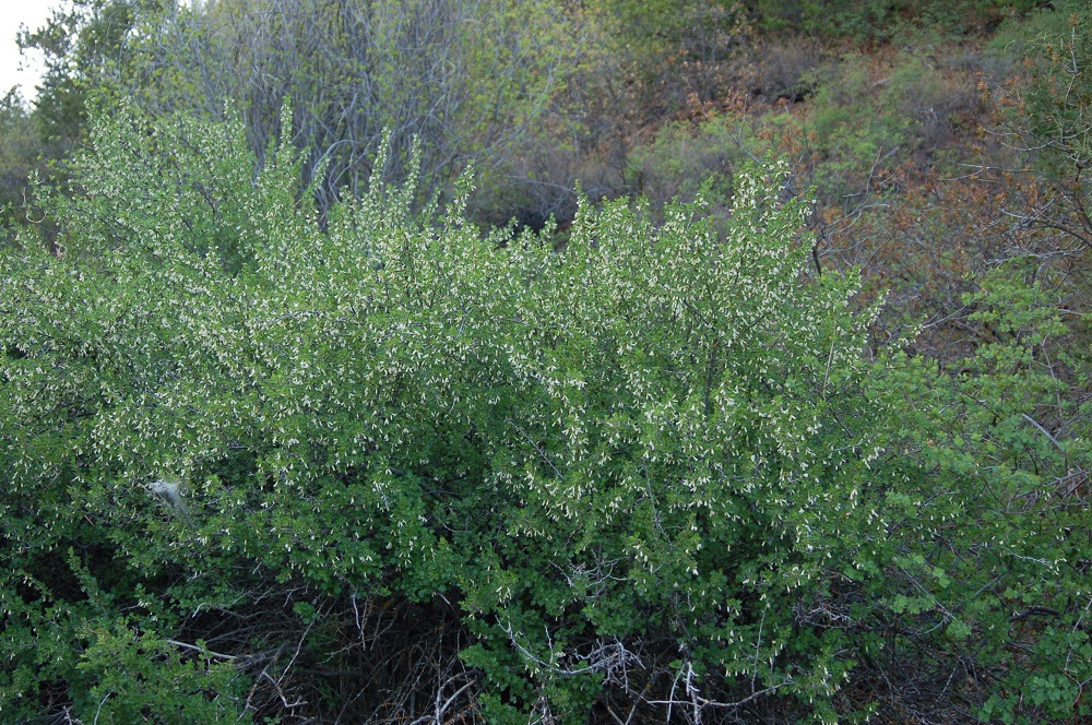 Ribes leptanthum