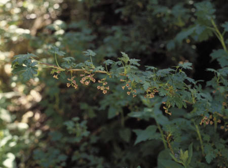 Ribes montigenum