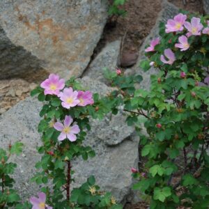 Rosa woodsii