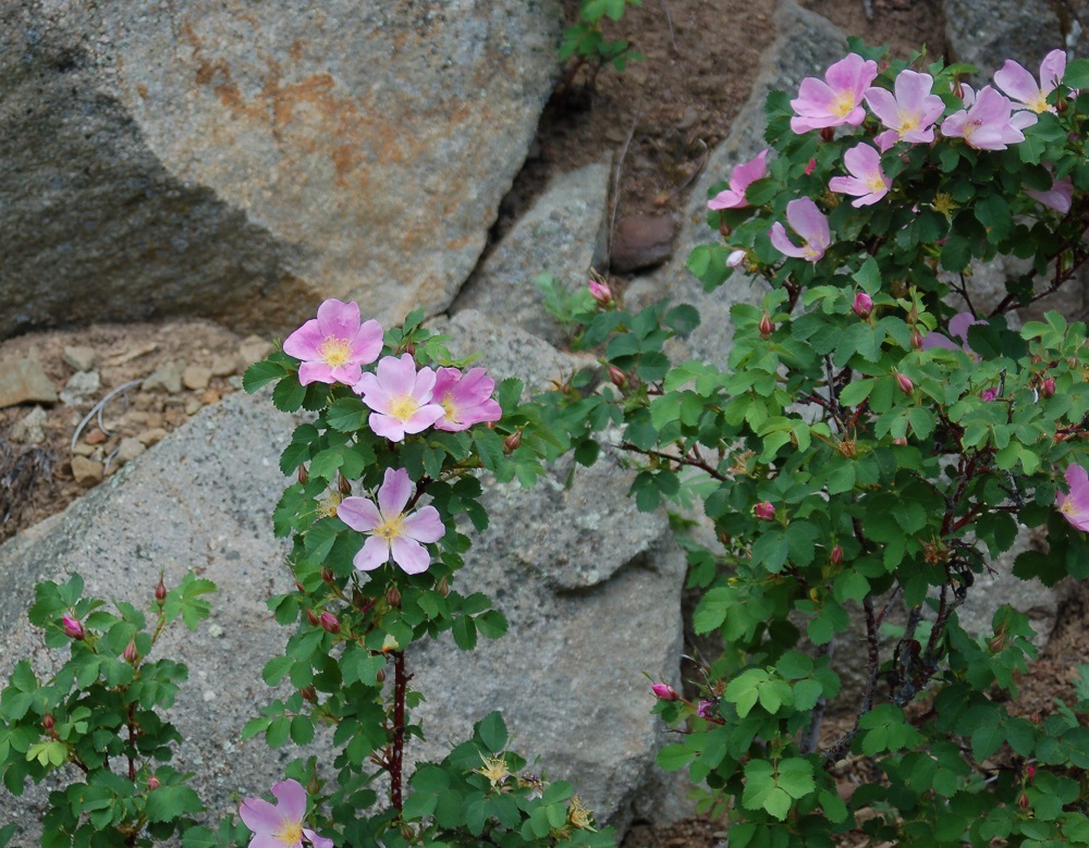 Rosa woodsii