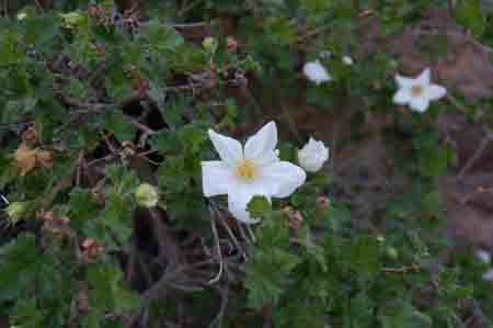 Rubus deliciosus