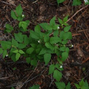 Rubus idaeus