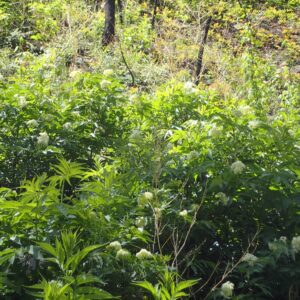 Sambucus racemosa