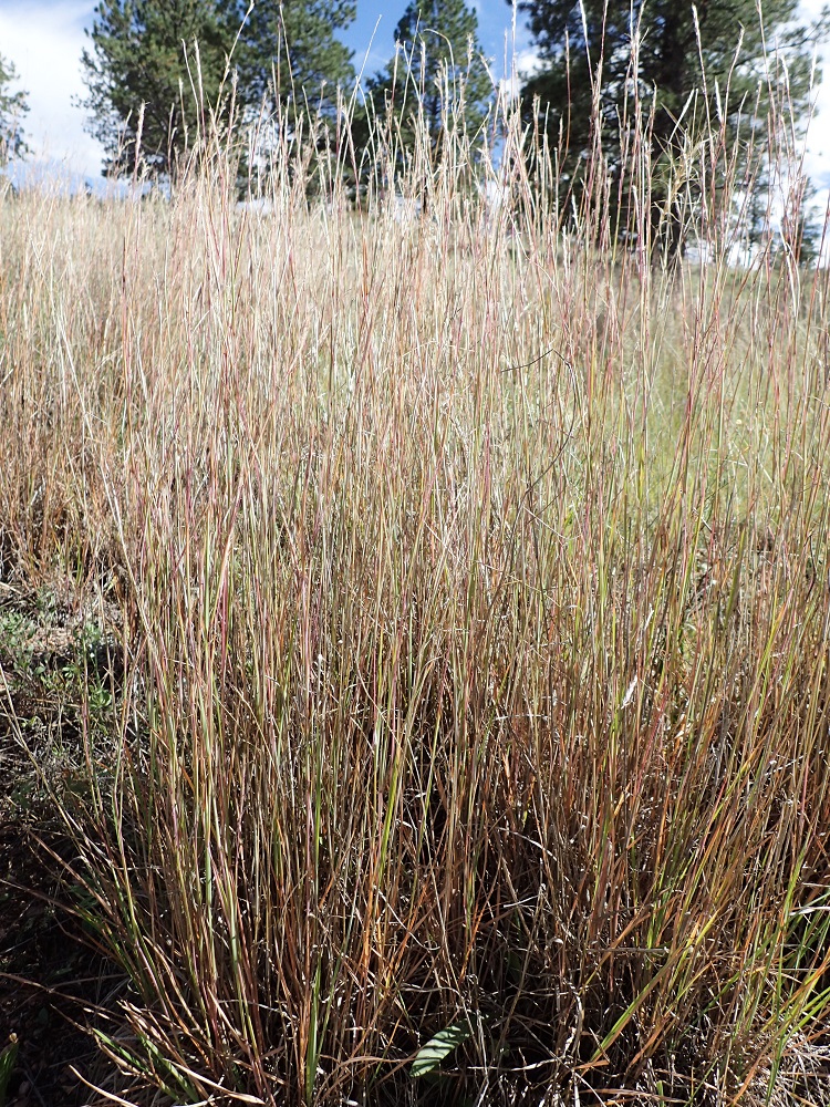 Schizachyrium scoparium