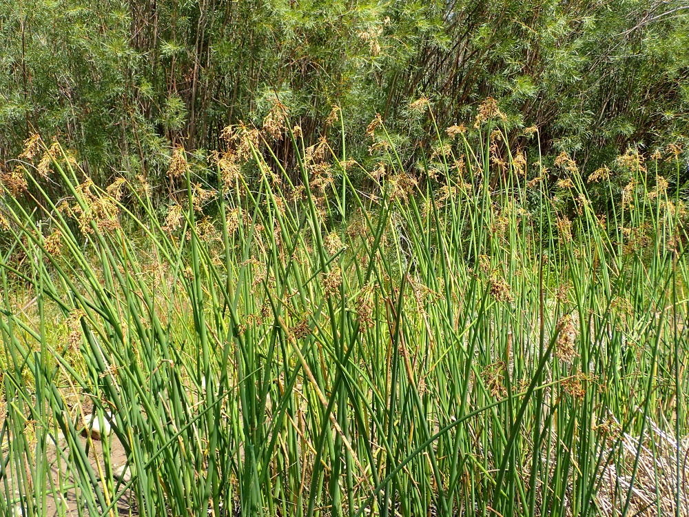 Schoenoplectus tabernaemontani