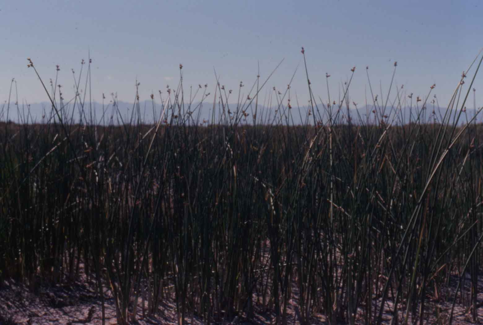 Schoenoplectus acutus