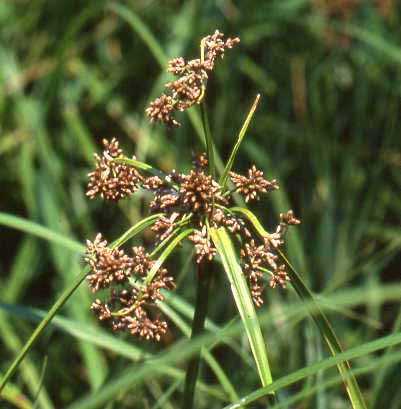 Scirpus microcarpus