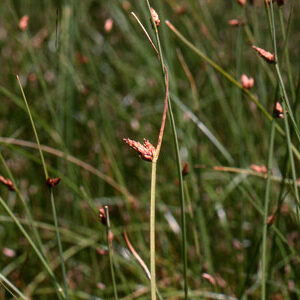 Schoenoplectus pungens