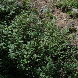 Shepherdia canadensis