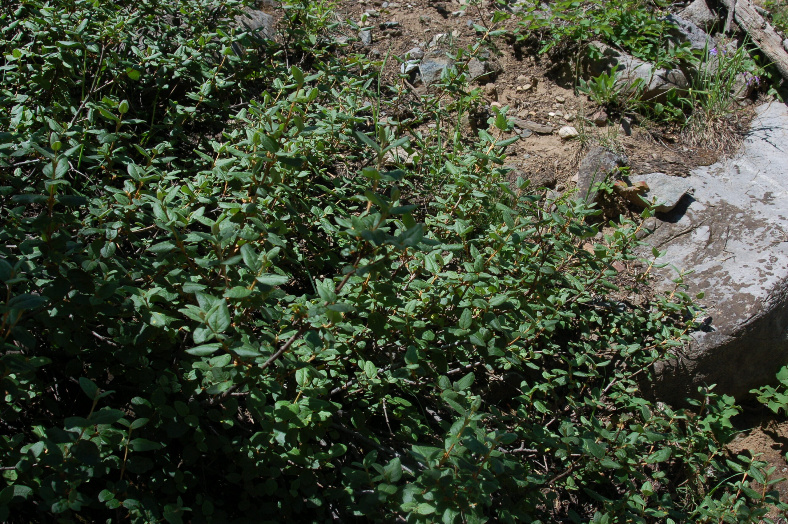 Shepherdia canadensis