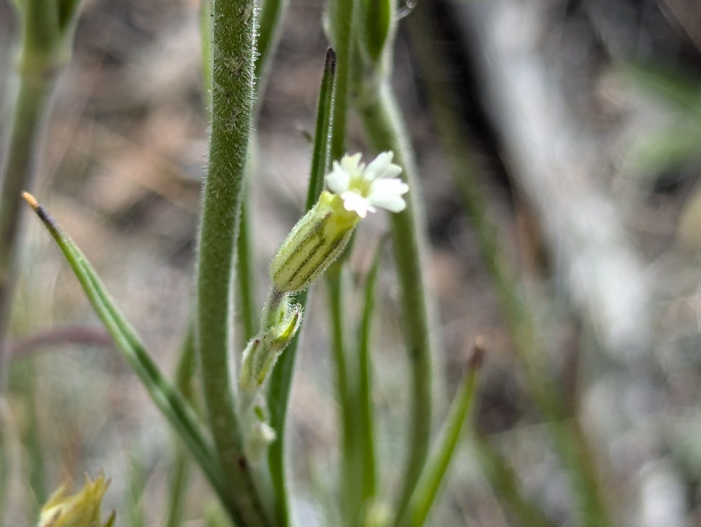 Silene drummondii
