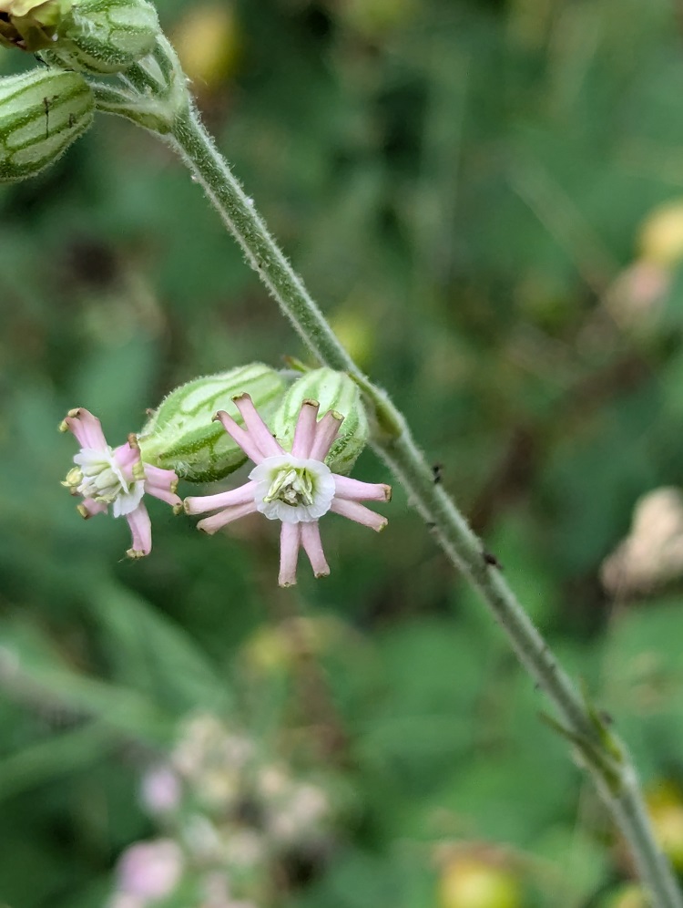 Silene scouleri