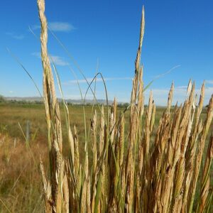 Spartina gracilis