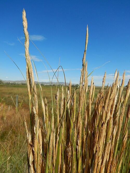 Spartina gracilis
