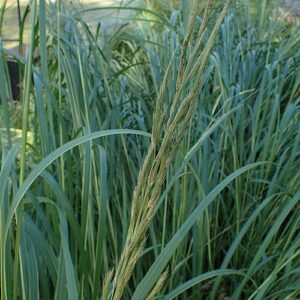 Spartina pectinata