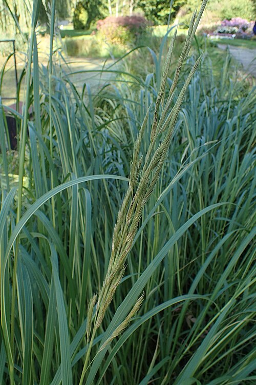 Spartina pectinata