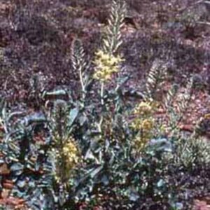 Stanleya albescens