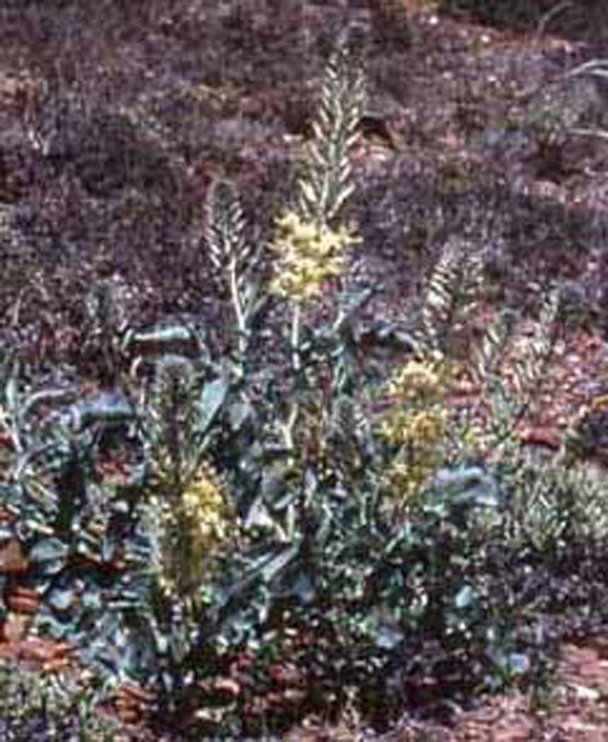 Stanleya albescens
