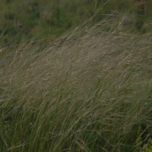 Hesperostipa comata