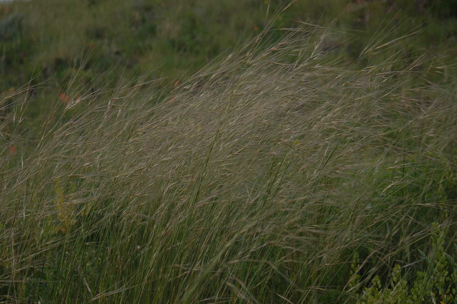 Hesperostipa comata