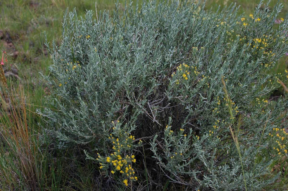 Tetradymia canescens