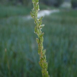 Triglochin maritima