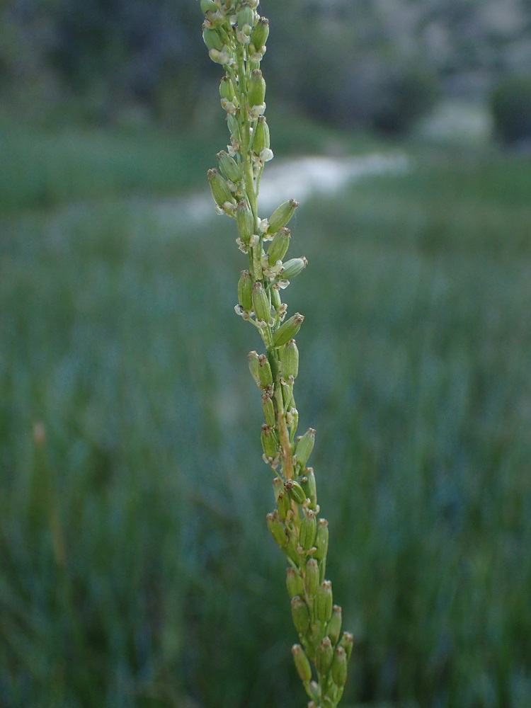Triglochin maritima