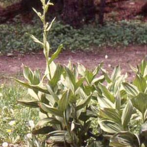 Veratrum tenuipetalum