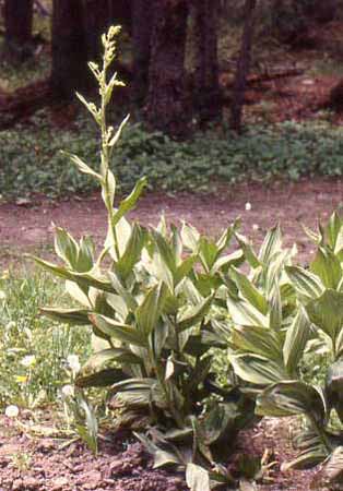 Veratrum tenuipetalum