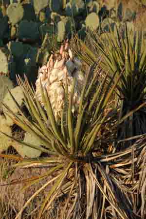 Yucca baccata