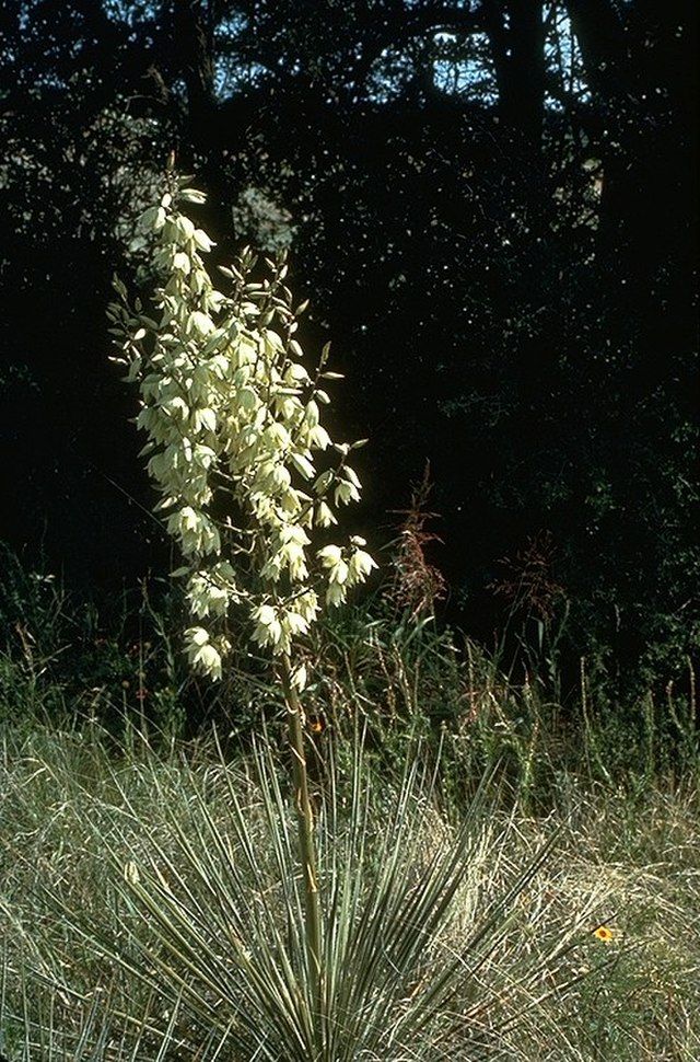 Yucca glauca