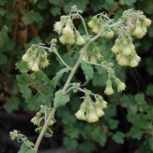 Brickellia grandiflora