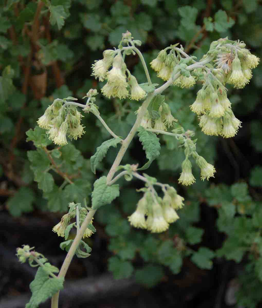Brickellia grandiflora