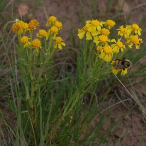 Hyemnoxys richardsonii