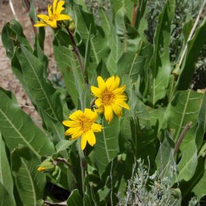 Wyethia amplexicaulis
