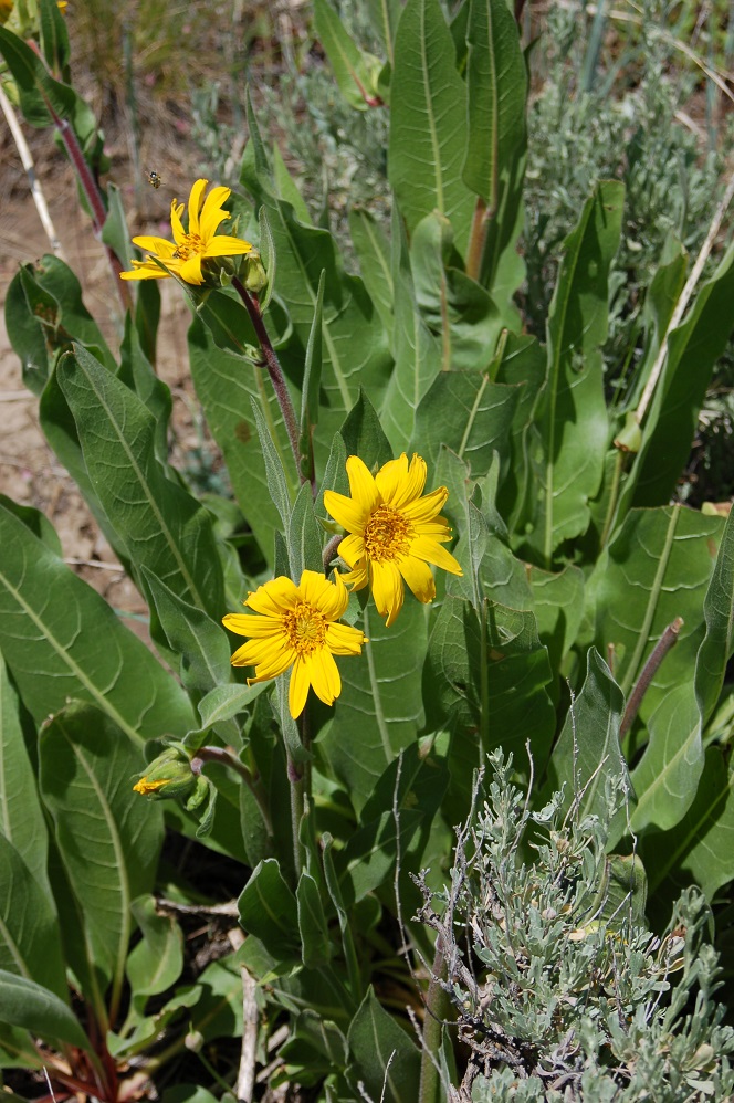 Wyethia amplexicaulis