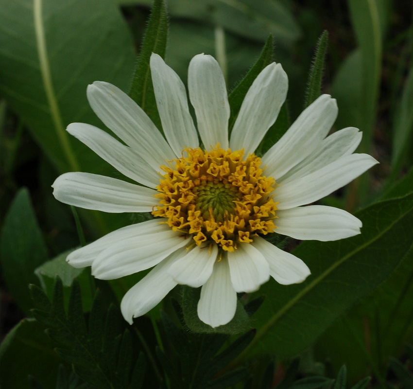 Wyethia helianthoides