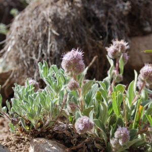 Phacelia hastata