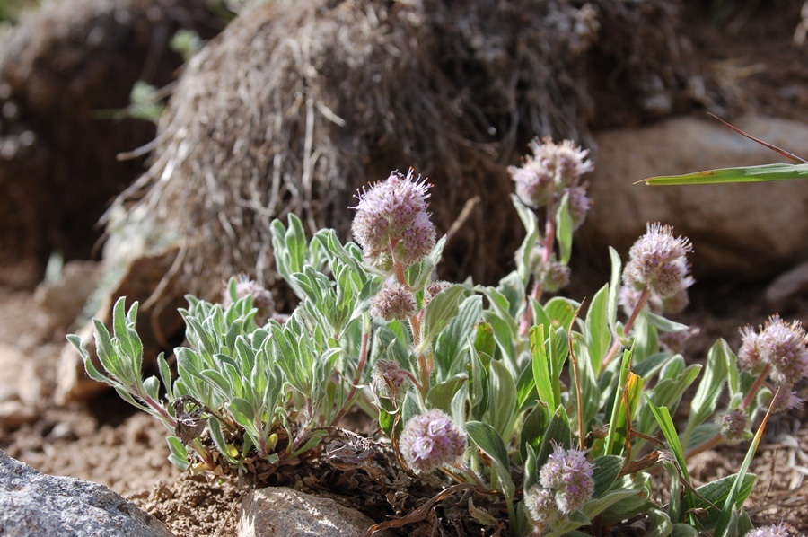 Phacelia hastata